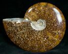 Cleoniceras Ammonite Fossil - Madagascar #7358-1